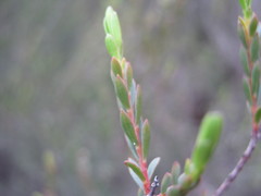 Eutaxia diffusa