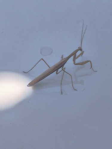 European Mantis