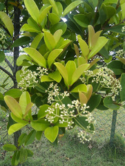 Syzygium glaucum