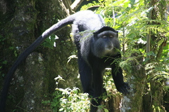 Cercopithecus mitis stuhlmanni