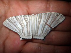 Strophidia caudata