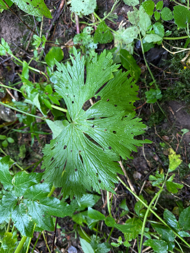 Northern Wolfsbane