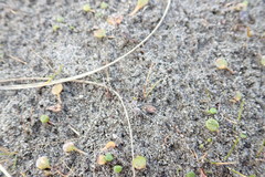 Anoteropsis litoralis