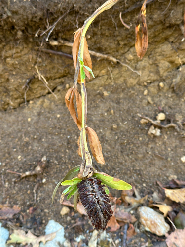 Trifolium rubens, 2026-08-21