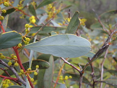 Acacia notabilis