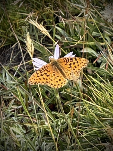iNaturalist observation photo of Mormon Fritillary