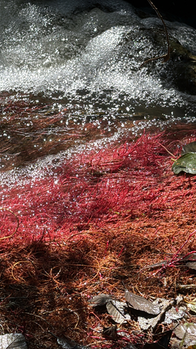 iNaturalist observation photo of Florideophycean algae