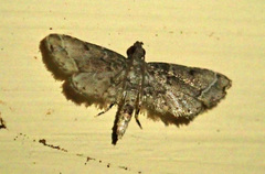 Sufetula