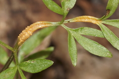 Puccinia erigeniae