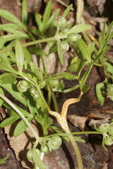 Puccinia erigeniae