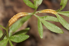 Puccinia erigeniae