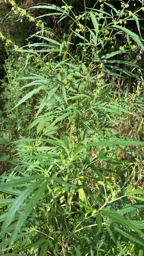 iNaturalist observation photo of Cannabis