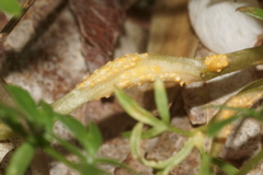 Puccinia erigeniae
