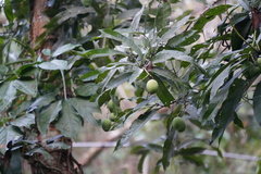 Mangifera indica image