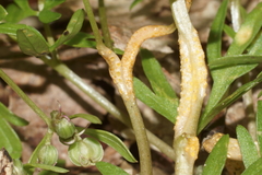 Puccinia erigeniae