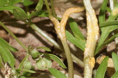 Puccinia erigeniae