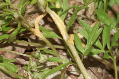 Puccinia erigeniae