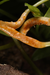 Puccinia erigeniae