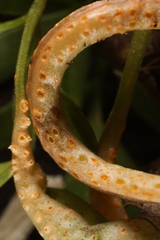 Puccinia erigeniae