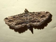 Sufetula
