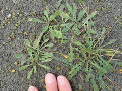 Anoteropsis litoralis