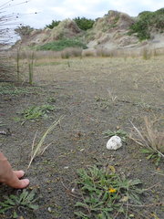 Anoteropsis litoralis