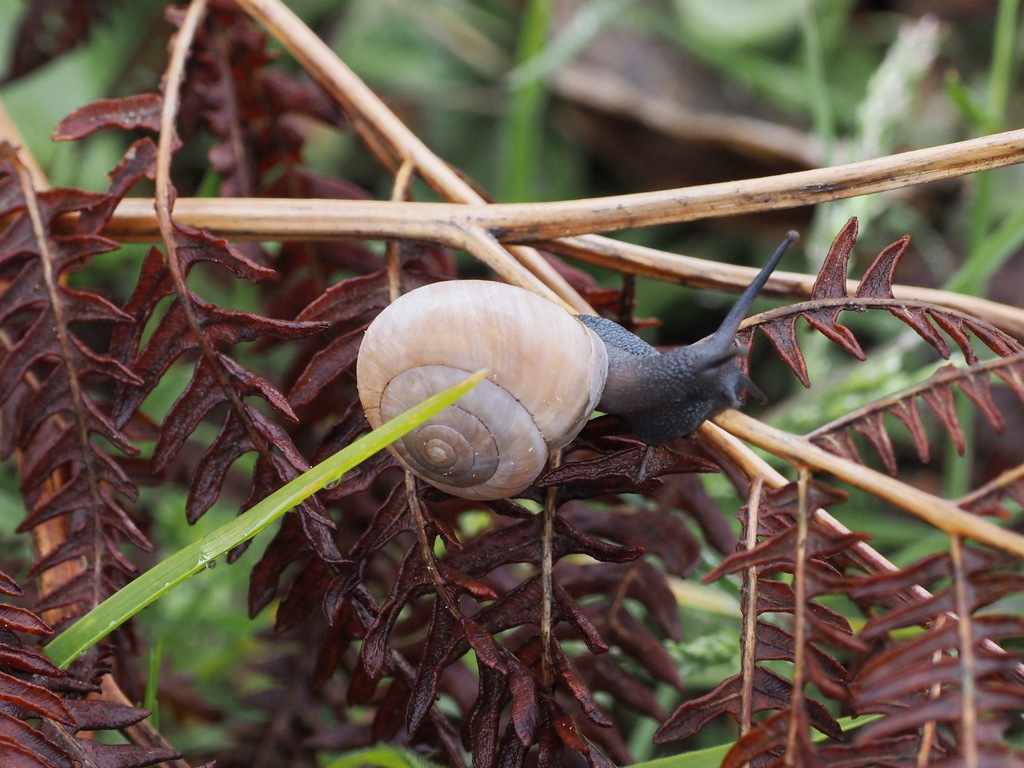 Monacha dirphica