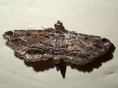 Sufetula