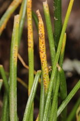 Puccinia liliacearum