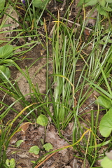 Puccinia liliacearum