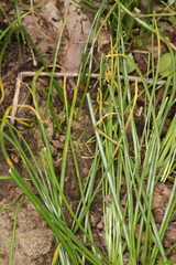 Puccinia liliacearum