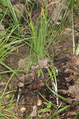 Puccinia liliacearum