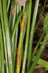 Puccinia liliacearum