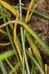 Puccinia liliacearum