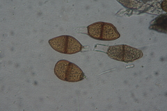 Puccinia liliacearum