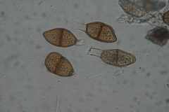 Puccinia liliacearum