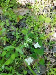 Valerianella locusta