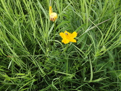 Trollius chinensis