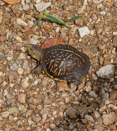 Ornate Box Turtle