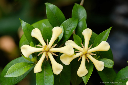 Gardenia jasminoides