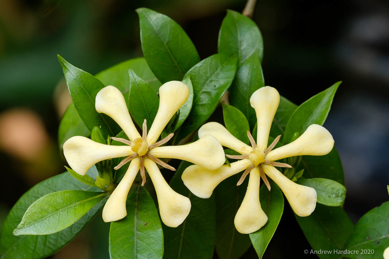 Gardenia jasminoides