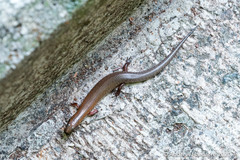 Ateuchosaurus chinensis