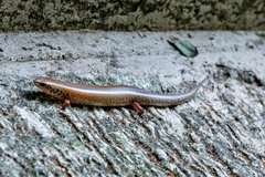 Ateuchosaurus chinensis