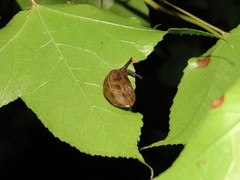 Aegista