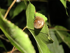 Aegista