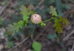 Biorhiza pallida
