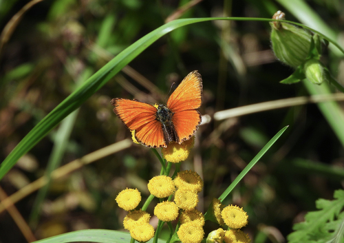 Scarce Copper