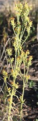 Kalanchoe lanceolata