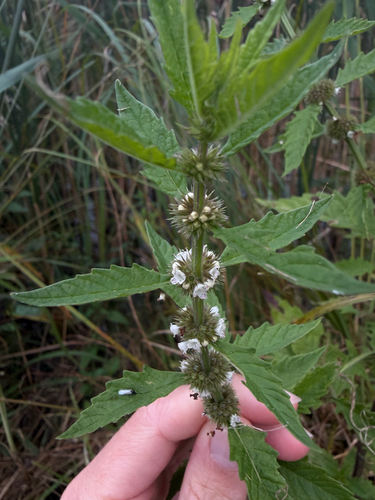 European water-horehound