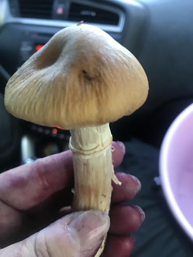 Wrinkled Cortinarius